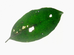 Coelospermum dasylobum