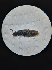 Staphylinina