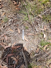 Podargus strigoides