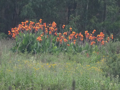 Canna × generalis