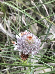 Petrophile linearis