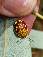 Paropsis maculata