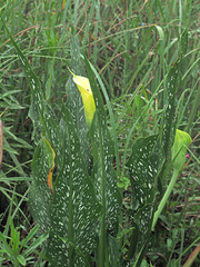 Zantedeschia albomaculata