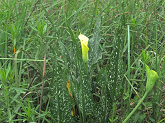 Zantedeschia albomaculata