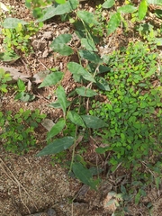 Oplismenus compositus