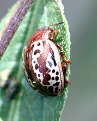 Zygogramma arizonica