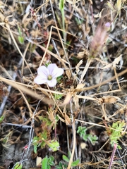 Erodium botrys