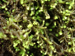 Cephaloziella