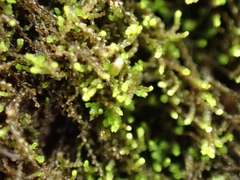 Cephaloziella