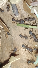 Acromyrmex