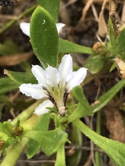 Scaevola