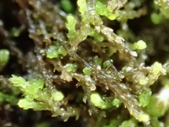 Cephaloziella