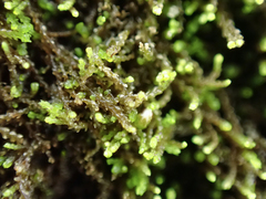 Cephaloziella