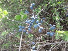 Forestiera phillyreoides