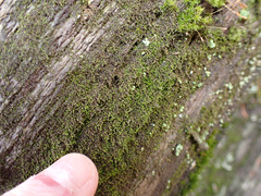 Cephaloziella