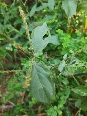 Achyranthes aspera