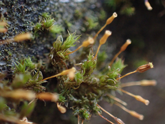 Orthotrichum