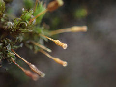 Orthotrichum