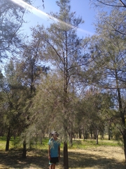 Casuarina