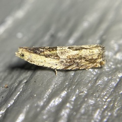 Melanodaedala scopulosana