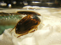 Tropisternus collaris