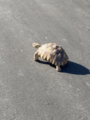 Centrochelys sulcata