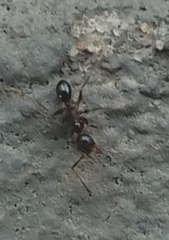 Pheidole