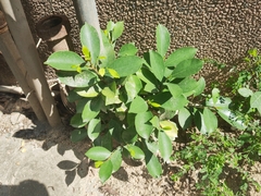 Ficus microcarpa