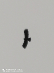 Ictinaetus malaiensis