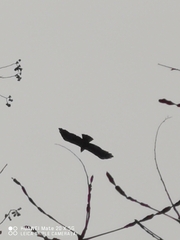 Ictinaetus malaiensis