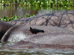 Zapornia flavirostra