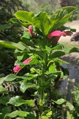 Centropogon cornutus