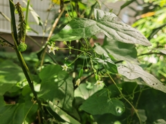 Zehneria maysorensis