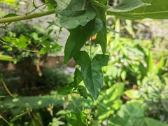 Zehneria maysorensis