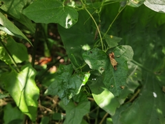 Zehneria maysorensis
