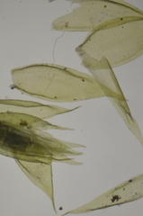 Sematophyllum adnatum