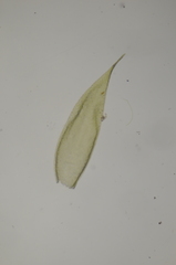 Sematophyllum adnatum