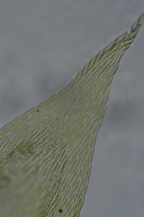Sematophyllum adnatum