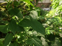 Zehneria maysorensis