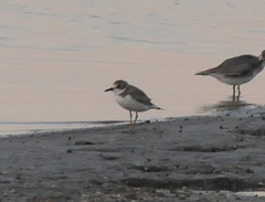 Charadrius leschenaultii