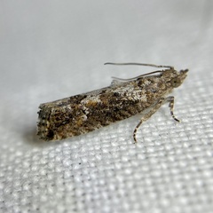 Strepsicrates semicanella