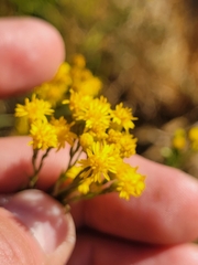 Euthamia occidentalis