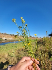 Euthamia occidentalis