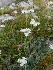 Achillea clavennae