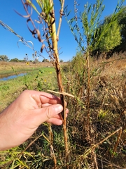 Euthamia occidentalis