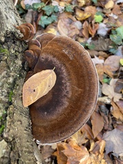 Ischnoderma resinosum