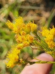 Euthamia occidentalis