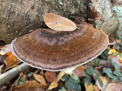 Ischnoderma resinosum