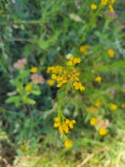 Euthamia occidentalis