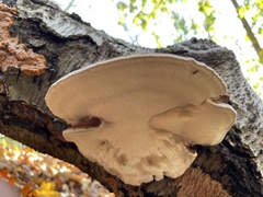 Ischnoderma resinosum